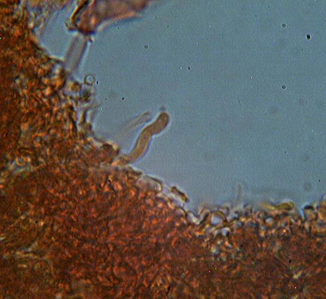 Funghi dal mio giardino (Phellinus punctatus)